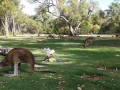 Perth 6