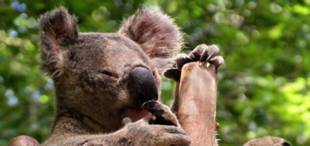 koala sedí mezi dvěma suchými větvemi, má nataženou dolní končetinu
