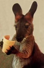 klokan s pamlskem - studium angličtiny v Austrálii - Kukabara