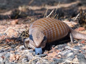 Tilikva (blue-tongued lizard) v úzkých zastrašuje modrým jazykem a nafukuje tělo, aby se zdálo větší. 