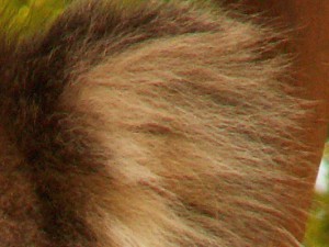 koala detail 